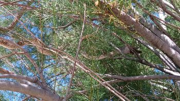 Vecinos de El Cristo aseguraron haber visto al animal. Vecinos de El Cristo aseguraron haber visto al animal.