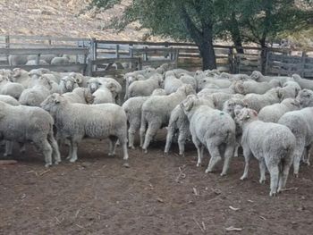 Profundizan acciones para acompañar al sector ganadero en un contexto de predación