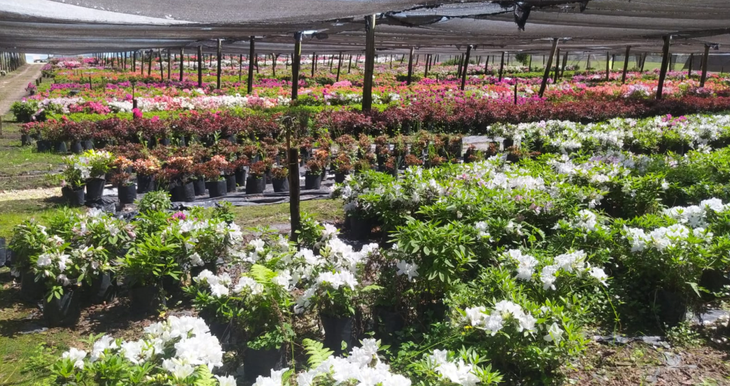 El an&aacute;lisis de riesgo fitosanitario permite una planificaci&oacute;n estrat&eacute;gica de las inspecciones. Foto: Senasa