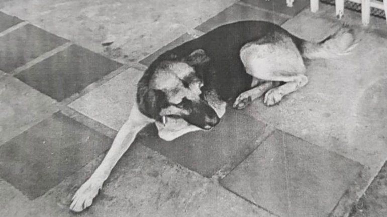 Insólito: once inspectores buscan a un perro con pedido de captura