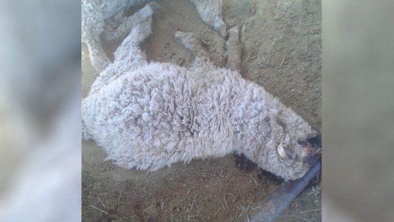 Dos perros peligrosos le mataron 20 ovejas y pide ayuda desesperado