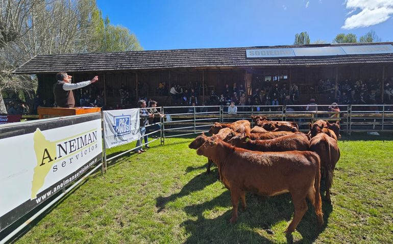 Los mayores valores de venta en Junín de los Andes se los llevaron el Gran Campeón Angus de la Exposición, de Huechimapu SA de Chubut, que recibió $3.500.000, y el Gran Campeón Hereford. Los mayores valores de venta en Junín de los Andes se los llevaron el Gran Campeón Angus de la Exposición, de Huechimapu SA de Chubut, que recibió $3.500.000, y el Gran Campeón Hereford.