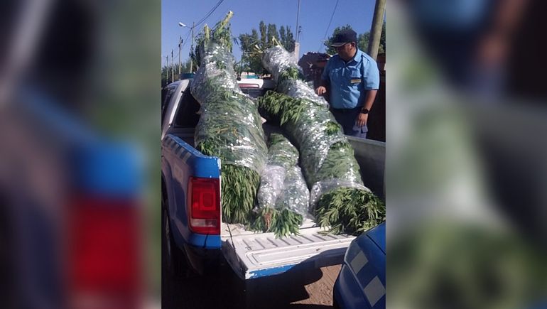 Plottier: fueron por un robo y encontraron 50 plantas de marihuana