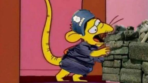 Estallaron los memes por el caso de las ratas que comieron marihuana