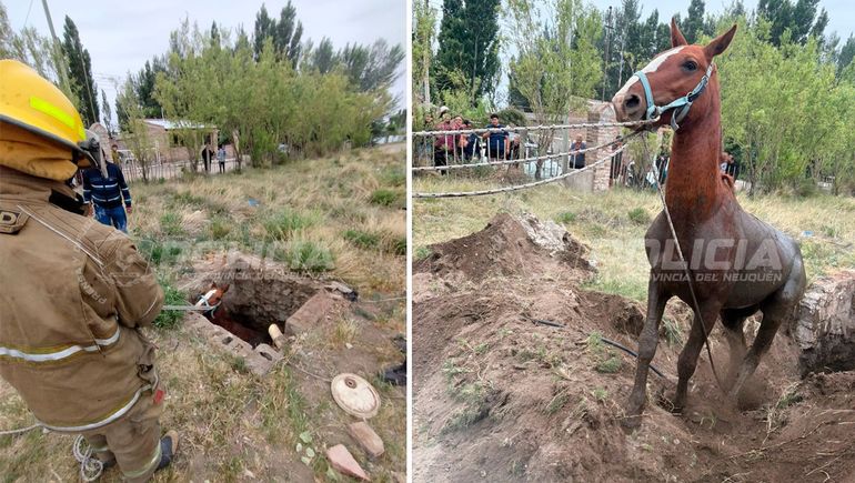 Rescate de un caballo que se escapó y cayó a un pozo ciego