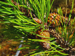 Científicos argentinos lideran: genética forestal contra cambio climático. Más de 1.200 árboles analizados. Científicos argentinos lideran: genética forestal contra cambio climático. Más de 1.200 árboles analizados.