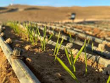 La producción agrícola en el Norte Grande tiene siglos de historia.