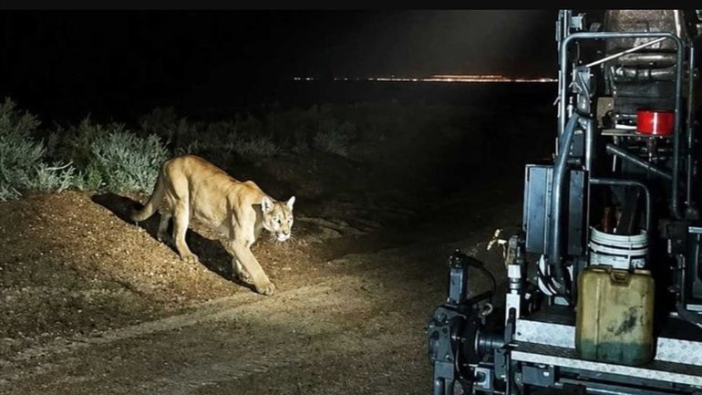 Se viralizó la foto de un puma en una obra de asfalto y hay debate: ¿verdad o IA?