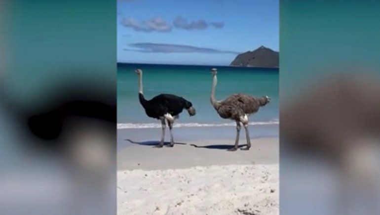 Las dos aves del video que circula en YouTube paseaban por una playa de Cape Point