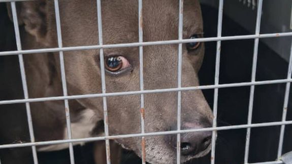 Rescataron un pitbull tras una denuncia por crueldad y maltrato animal