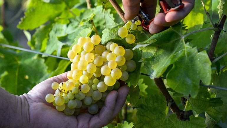 Un reporte compara las últimas cosechas y arroja curiosos resultados