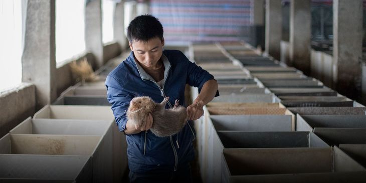 China produce anualmente entre 10 y 15 millones de ratas de bambú, lo que representa alrededor de 20.000 a 30.000 toneladas de carne al año. China produce anualmente entre 10 y 15 millones de ratas de bambú, lo que representa alrededor de 20.000 a 30.000 toneladas de carne al año.