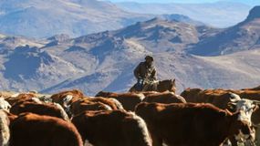 Una práctica ancestral que cada año vuelve al interior provincial. | LM Neuquen Una práctica ancestral que cada año vuelve al interior provincial.