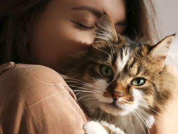 En Argentina existen más de 6 millones de gatos En Argentina existen más de 6 millones de gatos