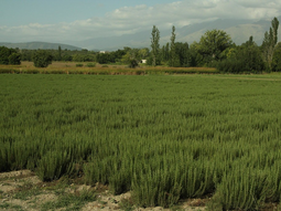 El romero, la planta mediterránea que revoluciona la agricultura argentina.  El romero, la planta mediterránea que revoluciona la agricultura argentina.