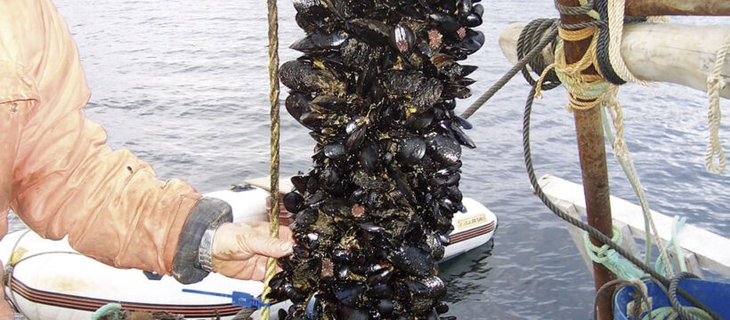 El producto de paga en el exterior hasta 4 dólares por kilo. El producto de paga en el exterior hasta 4 dólares por kilo.