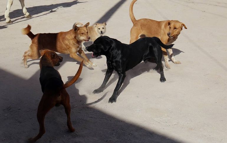 El cuerpo del hombre hallado muerto en su domicilio tenía signos de haber sifo devorado por sus perros. Foto: Google. El cuerpo del hombre hallado muerto en su domicilio tenía signos de haber sifo devorado por sus perros. Foto: Google.