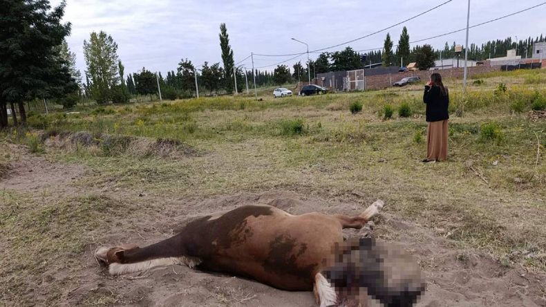 Desgarradora escena en Valentina norte: una yegua intentó parir en plena calle y murió junto a su potrillo | LM Neuquen Desgarradora escena en Valentina norte: una yegua intentó parir en plena calle y murió junto a su potrillo