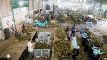 Muchos de los empleados pertenecen a la comunidad boliviana de Senillosa y Plottier. Muchos de los empleados pertenecen a la comunidad boliviana de Senillosa y Plottier.