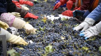 La Monastrell: el camello del viñedo que prospera con mínima agua en suelos calcáreos. | LM Neuquen La Monastrell: el camello del viñedo que prospera con mínima agua en suelos calcáreos.