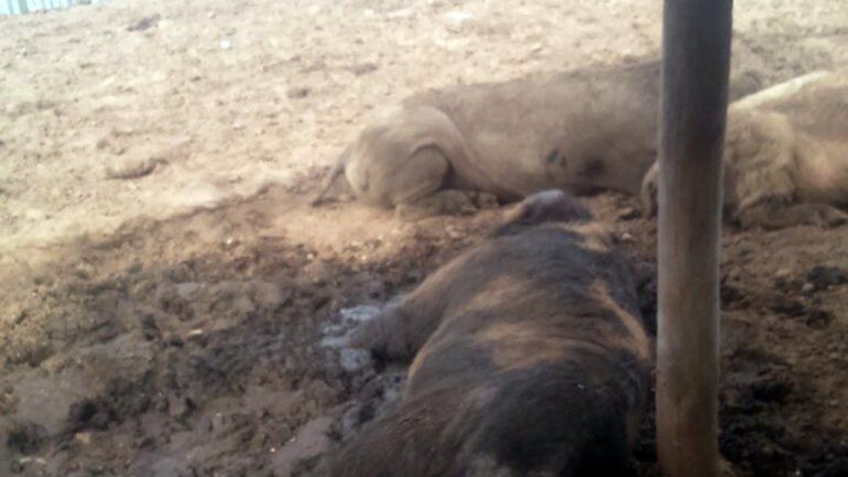 Crianceros aseguran que perdieron unos 3 mil cerdos por el temporal