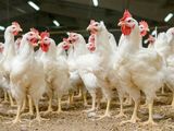 La apertura de mercados, un alivio para el sector exportador de pollos.