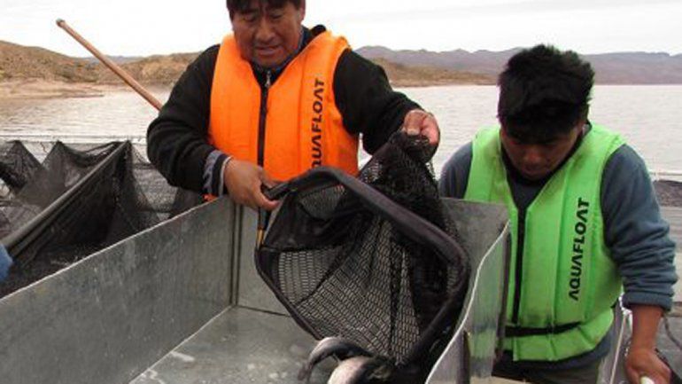 Desde la comunidad dijeron que en abril tendrán la segunda cosecha.