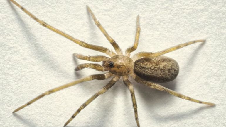 La araña descubierta en Colombia vive en paredes y muestra una gran eficacia para cazar insectos urbanos La araña descubierta en Colombia vive en paredes y muestra una gran eficacia para cazar insectos urbanos