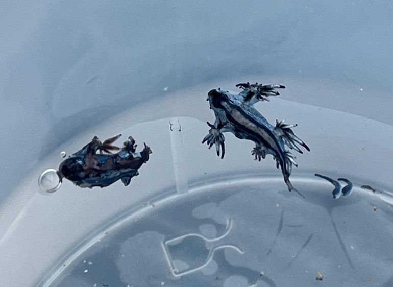 Cerraron playas en España por la aparición del peligroso dragón azul marino Cerraron playas en España por la aparición del peligroso dragón azul marino