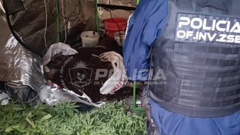 bosque de marihuana en confluencia: la policia allano una vivienda y, de casualidad, dio con 33 plantas bosque de marihuana en confluencia: la policia allano una vivienda y, de casualidad, dio con 33 plantas