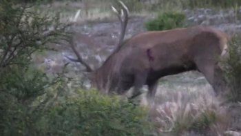 indignacion por un guardafauna que guiaba cazas furtivas indignacion por un guardafauna que guiaba cazas furtivas