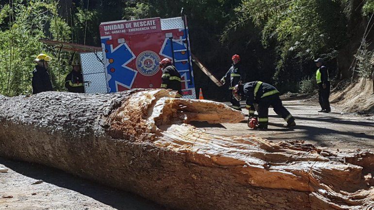 La caída de un tronco de coihue dejó incomunicada Villa Traful por unas horas