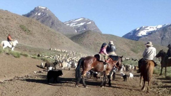 La arriera de cinco años que conmueve al norte neuquino
