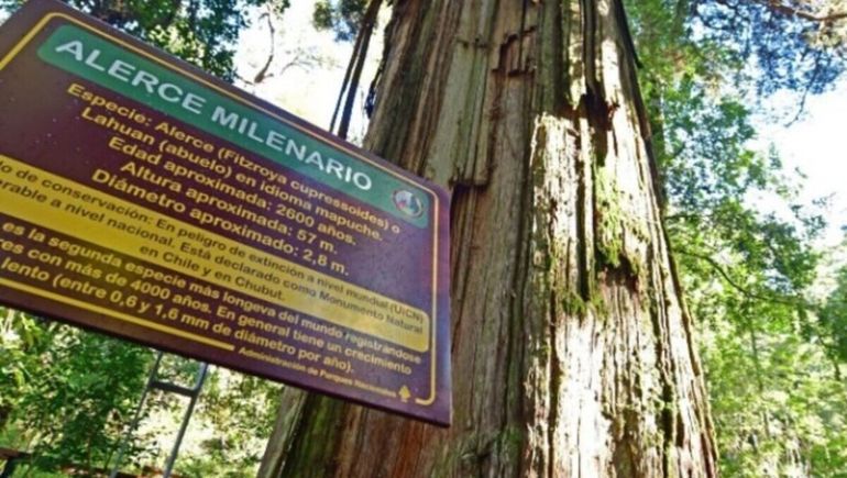 El árbol más viejo de la Argentina: dónde está y cómo ver un alerce que nació antes que Jesucristo.