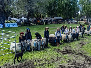 Jóvenes de entre 9 y 18 años lideran el proceso de recría y amanse en el Concurso Tromen 2026.