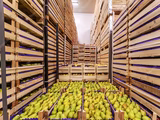 La produción de peras cayó 17%, sin embargo los stocks solo lo hicieron a una tasa del 2%.