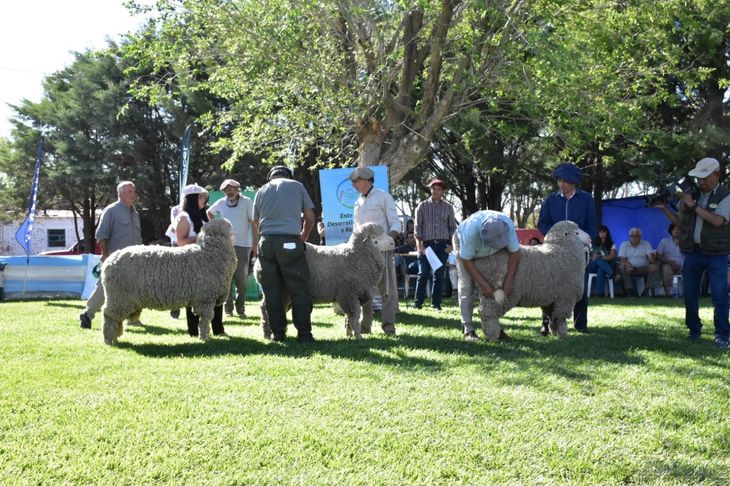 Los números del remate fueron más alentadores, de lo esperado. Foto: gentileza Juan Los números del remate fueron más alentadores, de lo esperado. Foto: gentileza Juan