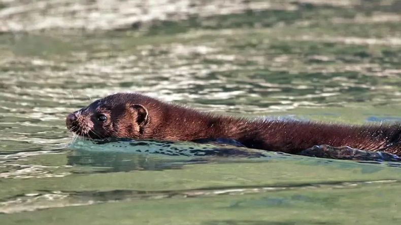 Neuquén trabaja para contener la expansión del visón americano | LM Neuquen Neuquén trabaja para contener la expansión del visón americano