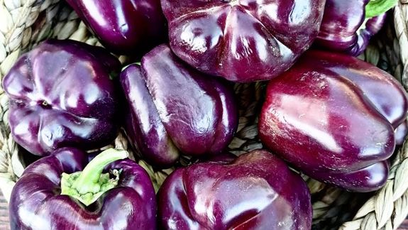 Los pimientos morados se diferencian de otros pimientos porque adquieren sus tonos violetas al madurar.