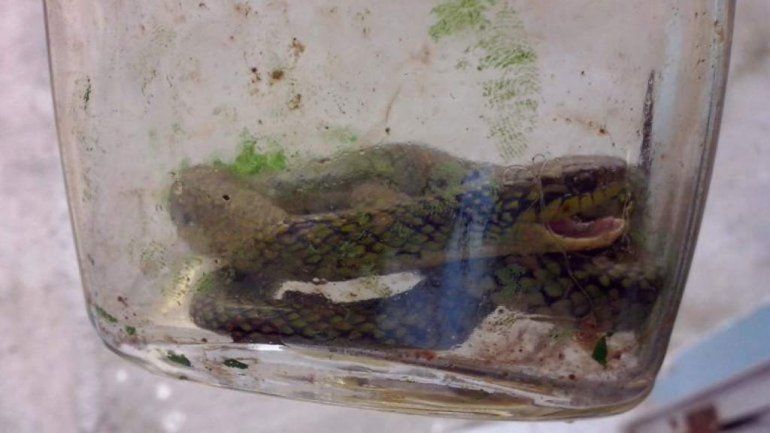 La imagen de la serpiente mordida por el pequeño Lorenzo.