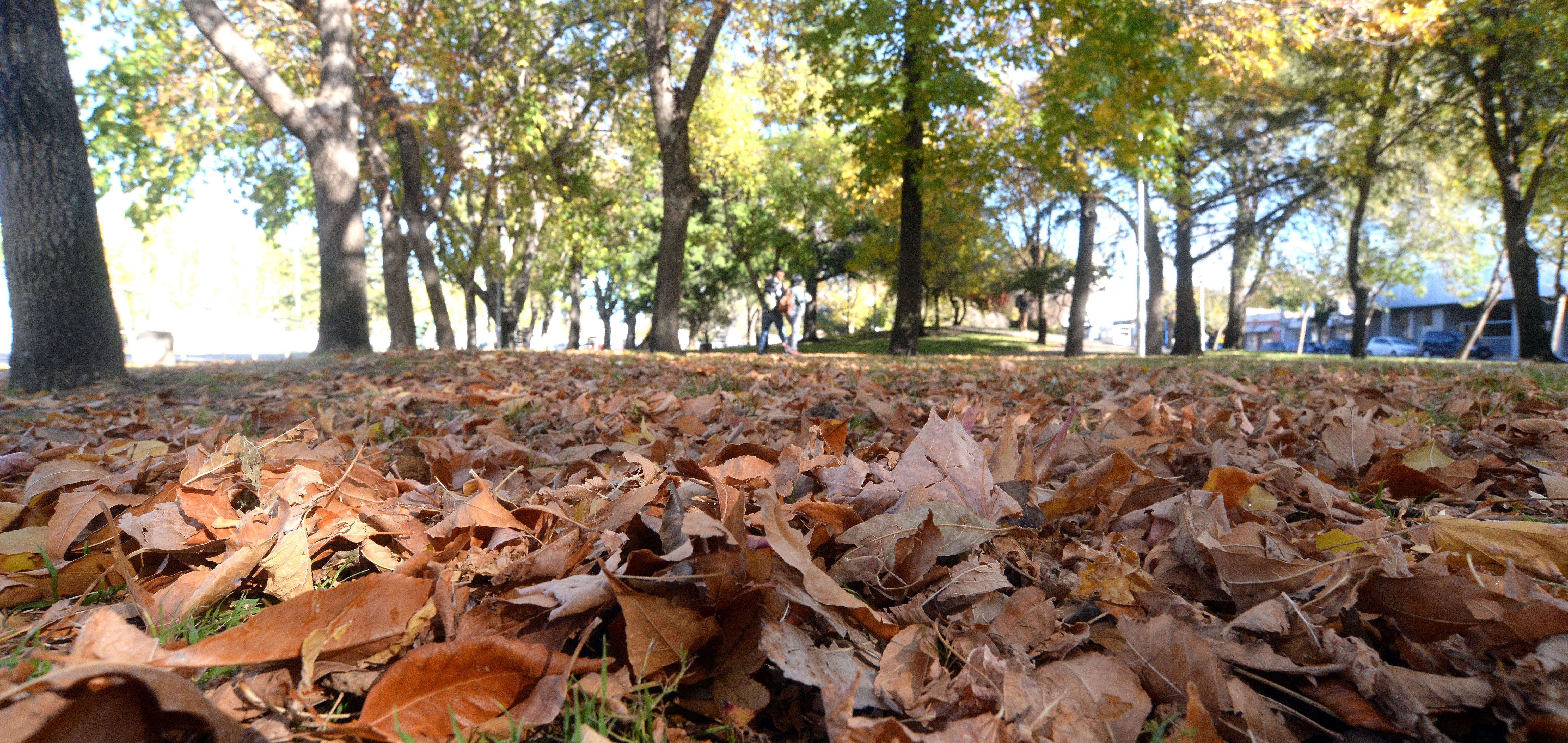 El viento llega a Neuquén: ¿A cuánto llegarán las ráfagas?
