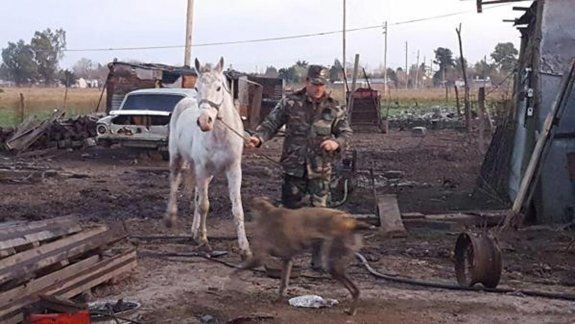 Once galgos, seis pitbulls y cinco caballos, todos en muy mal estado.