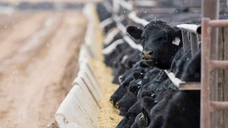 ¿Vuelven a ser favorables lo números para los feedlots?