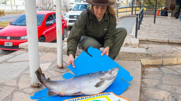 El ejemplar de trucha que fue secuestrado por Fauna