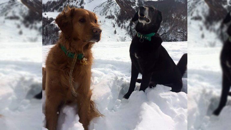 La increíble historia de Fidel, el perrito callejero que se fue a vivir a los Alpes franceses