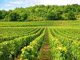 Francia arranca 100.000 ha de viñedos con 130M€: ¿rescate o adiós a la sobreproducción crónica del vino galo?