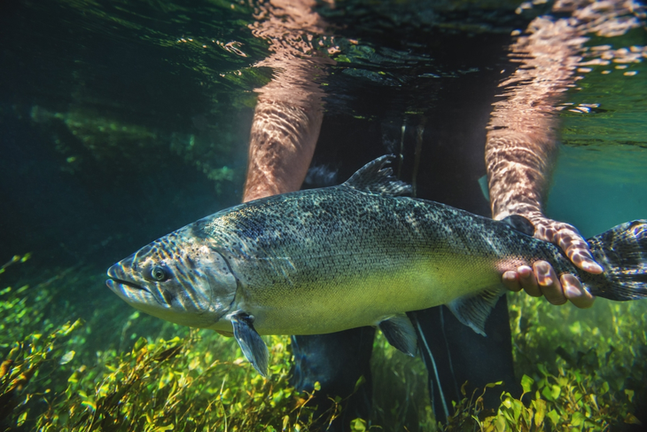 En el río Santa Cruz se contabilizaron hasta 20 toneladas de carcasas de Chinook en un solo sector del cauce. En el río Santa Cruz se contabilizaron hasta 20 toneladas de carcasas de Chinook en un solo sector del cauce.