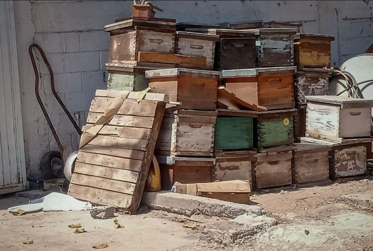 Personal de Protección Civil detectó cajones de apicultura en una bodega cercana. Personal de Protección Civil detectó cajones de apicultura en una bodega cercana.