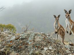El renacimiento de los vinos australianos refleja una combinación de innovación, tradición y adaptabilidad. El renacimiento de los vinos australianos refleja una combinación de innovación, tradición y adaptabilidad.