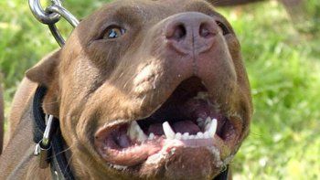 temor en el san pablo por un pitbull asesino que anda suelto temor en el san pablo por un pitbull asesino que anda suelto